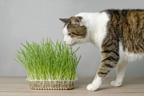 Lindo Tabby Gato Buscando Curioso Planta Olla Con Fresco Catnip — Foto de Stock