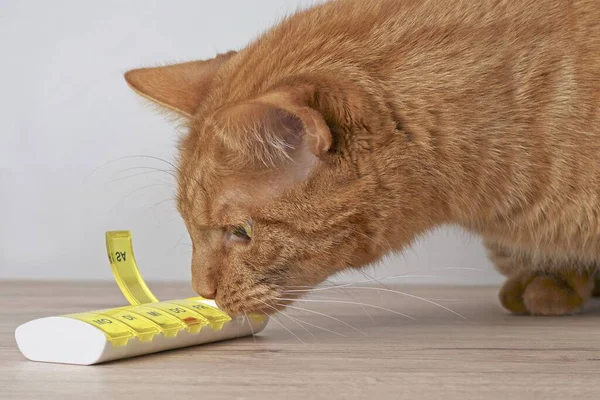 Ginger Gato Olhando Curioso Para Uma Caixa Pílula Aberta — Fotografia de Stock