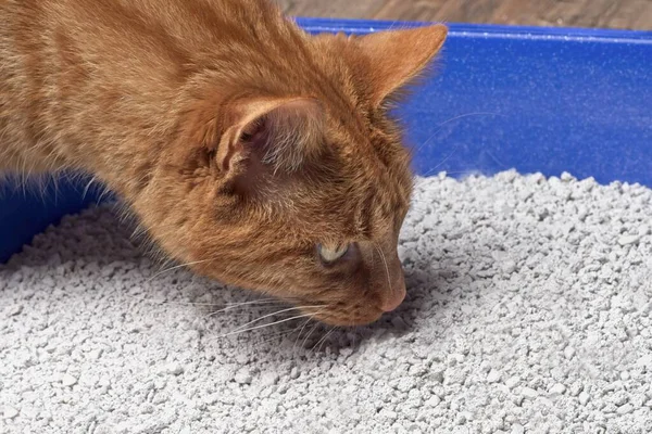 Close Up Of A Ginger Cat Looking Curious Into A Blue Cat Litter Box Stock Images Page Everypixel Close Up Of A Ginger Cat Looking Curious Into A Blue Cat Litter Box Stock Images Page Everypixel
