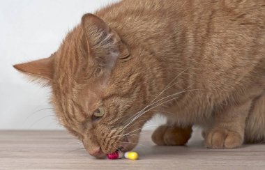 Meraklı kızıl kedi masadan ilaç kapsüllerini çalıyor..