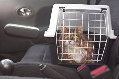 Evcil hayvan taşıyıcısındaki sevimli uzun saçlı kedi yolcu koltuğunda duruyor..