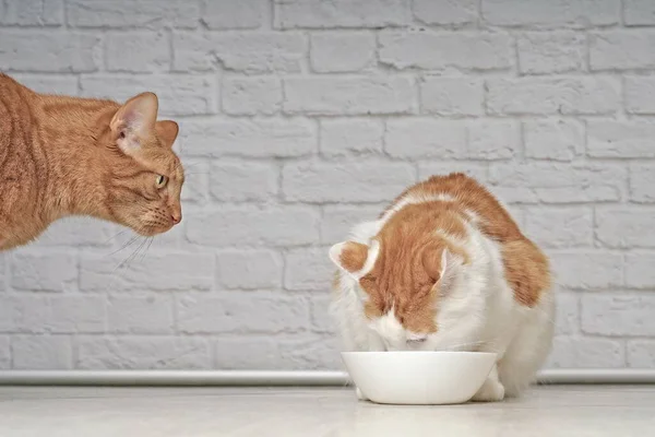 Ginger Cat Looking Jealous Tabby Cat Eating Food — Stock Photo, Image