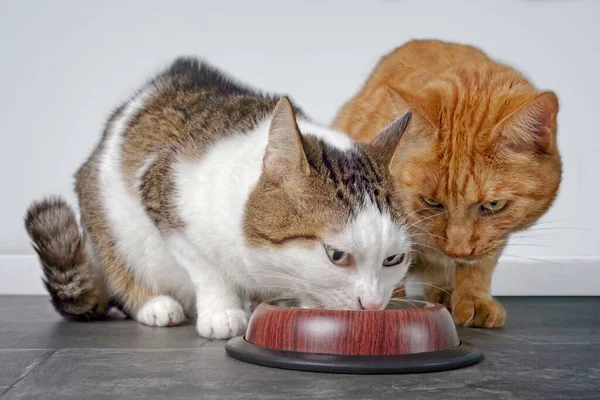 Close-up of two cute cats eating together cat food.