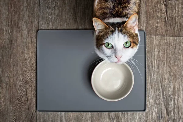 Πεινασμένη Γάτα Που Κάθεται Μπροστά Από Ένα Πιάτο Φαγητό Και — Φωτογραφία Αρχείου