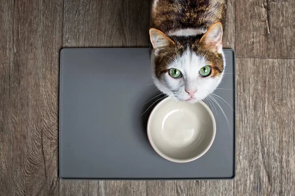 Gato Hambriento Sentado Frente Plato Comida Emty Mirando Hacia Cámara — Foto de Stock