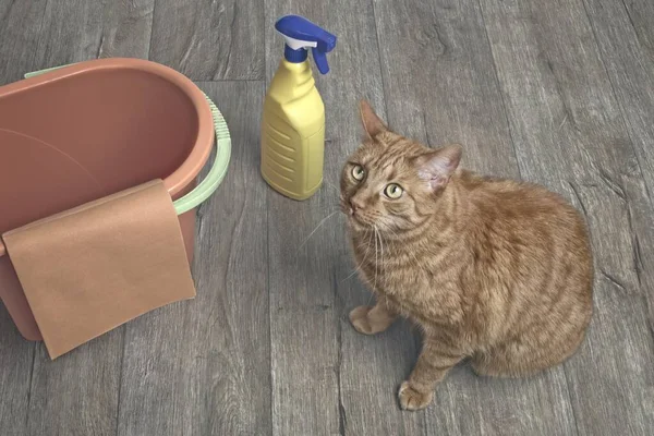 Lindo Gato Jengibre Lado Del Equipo Limpieza Mirando Inocente Cámara — Foto de Stock