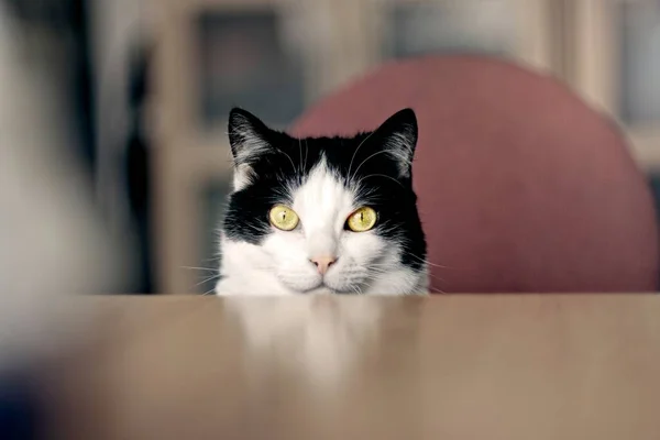 Aranyos Szmoking Macska Néz Kíváncsi Asztalra Hogy Kamera — Stock Fotó