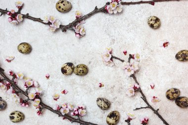 Güzel bahar çiçekleri dalları ve bıldırcın yumurtaları ışık desenli arka planda. Kopyalama alanı olan üst görünüm.