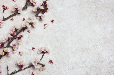 Güzel bahar çiçekleri olan, ışık desenli arka planda dalları olan bir sınır. Kopyalama alanı olan üst görünüm.