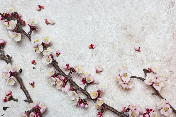 Frontera Con Hermosas Ramas Florecientes Primavera Sobre Fondo Texturizado Claro — Foto de Stock