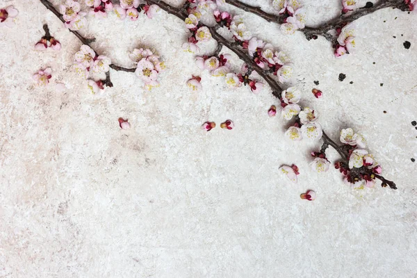 Güzel Bahar Çiçekleri Olan Işık Desenli Arka Planda Dalları Olan — Stok fotoğraf