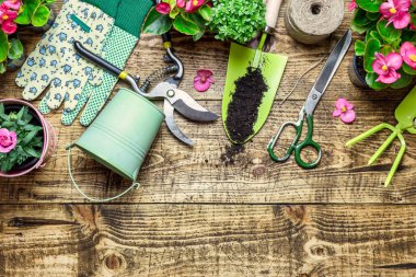 Bahçecilik sınırında çeşitli çiçek ağaçları ve ahşap arka planda bahçe aletleri var. Bahçe konseptine bahar geldi. Üst görünüm, metin için yer.