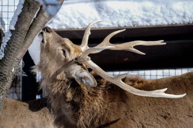 Hayvanat bahçesinde geyik, Hokkaido, Japonya.