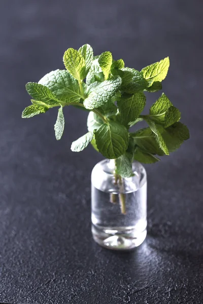 Bunch of fresh mint in the glass vase — Stock Photo, Image