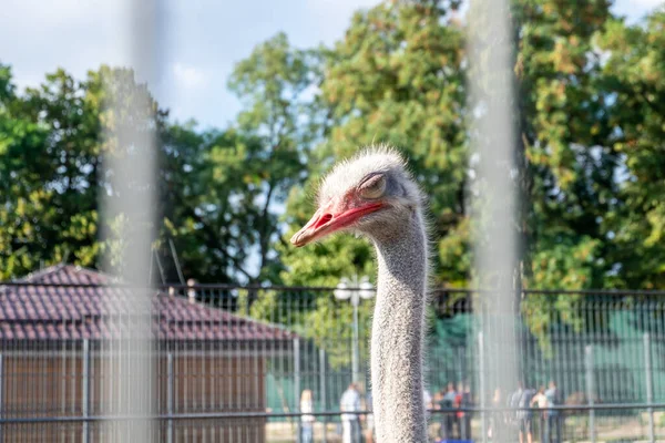 Śpiący Struś Zoo Blisko — Zdjęcie stockowe