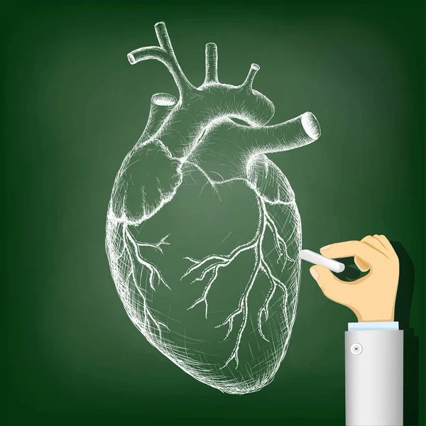 Coração humano a desenhar num quadro negro. Saúde e Medicina. Existências —  Vetores de Stock