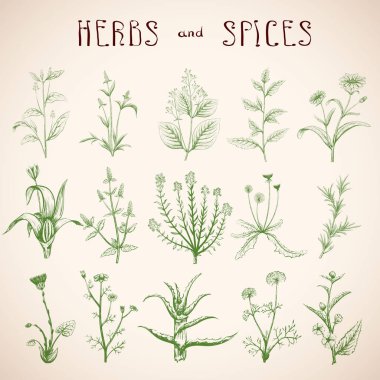 Bitki ve baharat seti.