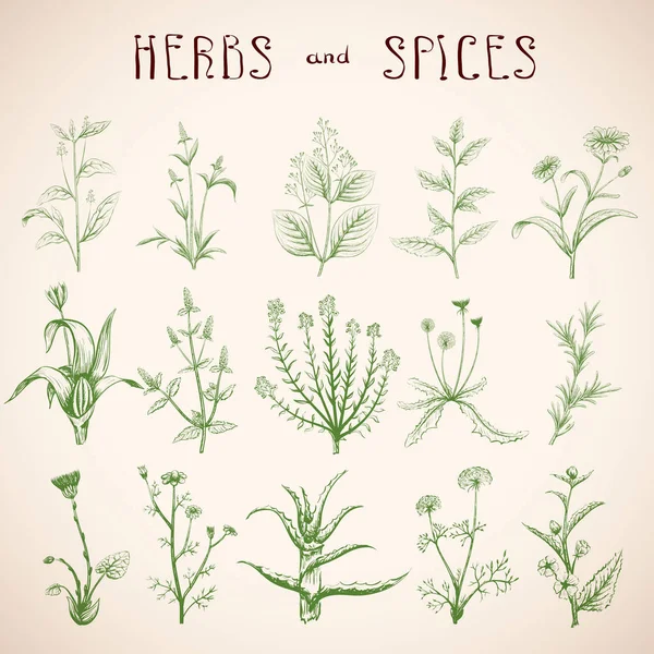 Set of herbs and spices. — Stock Vector