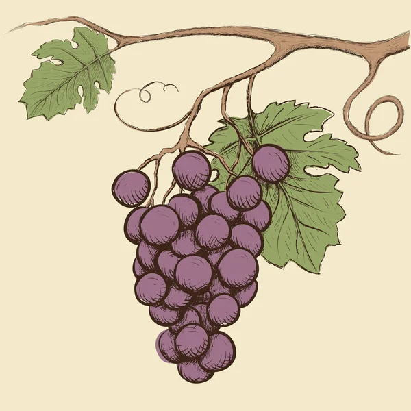 Bando de uvas com folhas . — Vetor de Stock