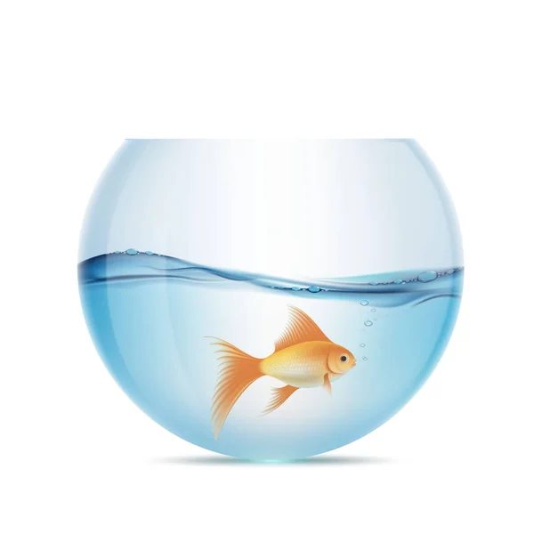 Золота рибка плаває в акваріумі — стоковий вектор