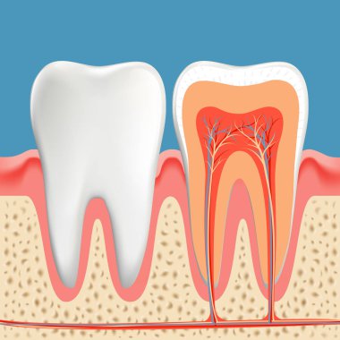 İnsan dişi diyagramı. Dişin sinir ve diş minesiyle kesitli boşluğu. Diş anatomisi afişi. Vektör düz grafik çizimi.
