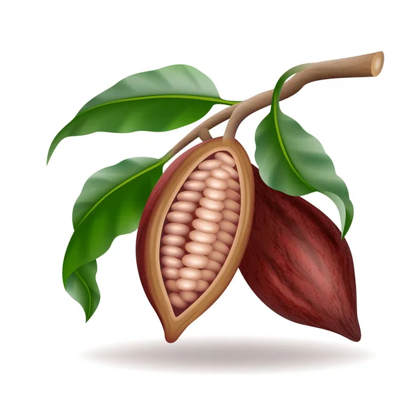 Realistische rauwe en droge cacao thee pods, bonen en tak met groen blad — Stockvector
