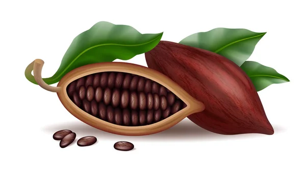 Realistische rauwe en droge cacao thee pods, bonen en tak met groen blad — Stockvector