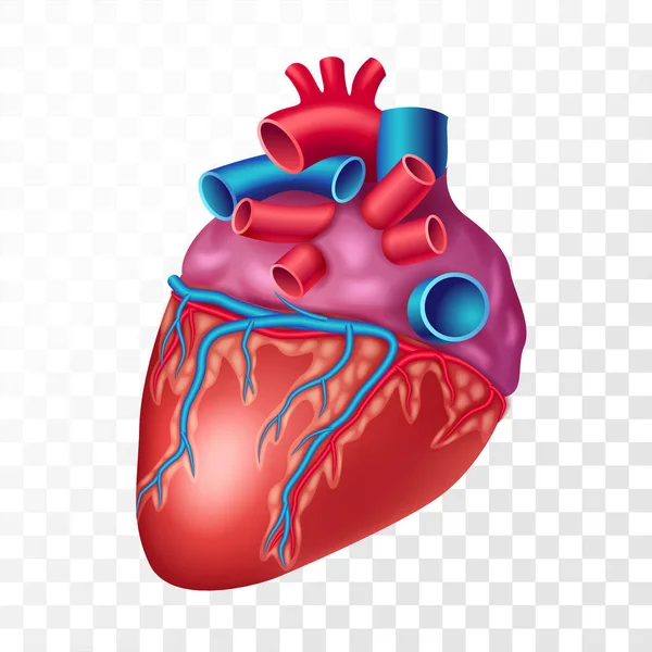 Realista emberi szív, átlátszó háttérrel. A szív- és érrendszeri rendszer reális vektorillusztrációjának belső szerve — Stock Vector