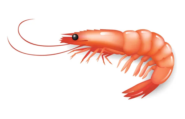 Realistická ikona krevety ion bílá, čerstvé mořské jídlo. vektor — Stockový vektor
