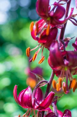 Lilyum martagon veya Türkler kap lily fotoğraf kadar kapatın.