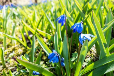Mavi kardelen çiçek erken Bahar