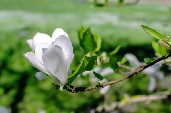 Квіти білі Магнолія — стокове фото