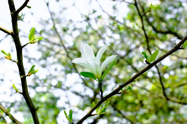 Квіти білі Магнолія — стокове фото