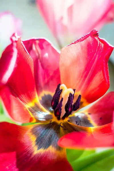 Красивые сказочные тюльпаны — стоковое фото
