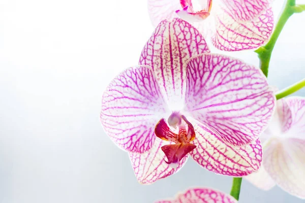 Bela flor de orquídea phalaenopsis — Fotografia de Stock