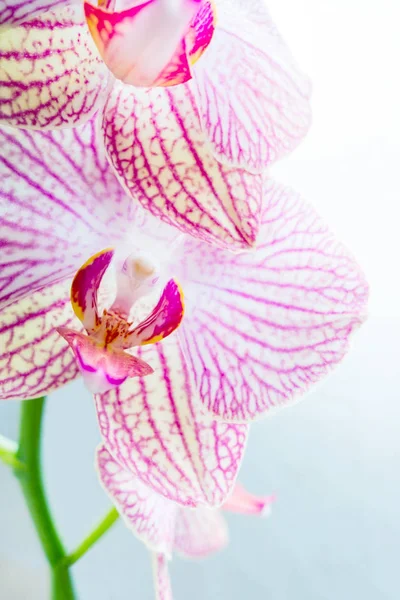 Bela flor de orquídea phalaenopsis — Fotografia de Stock