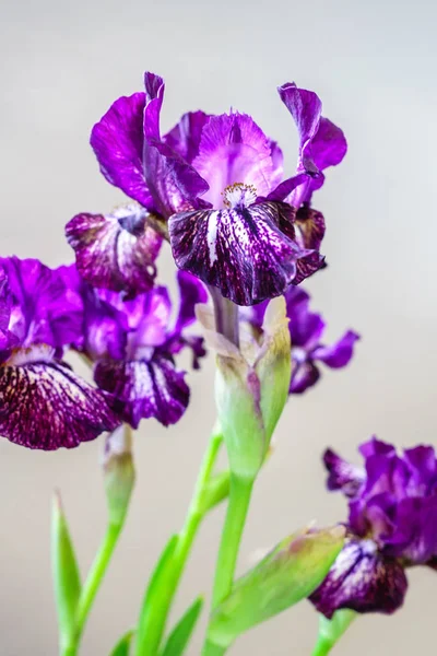 Japanese iris flowers — Stock Photo, Image