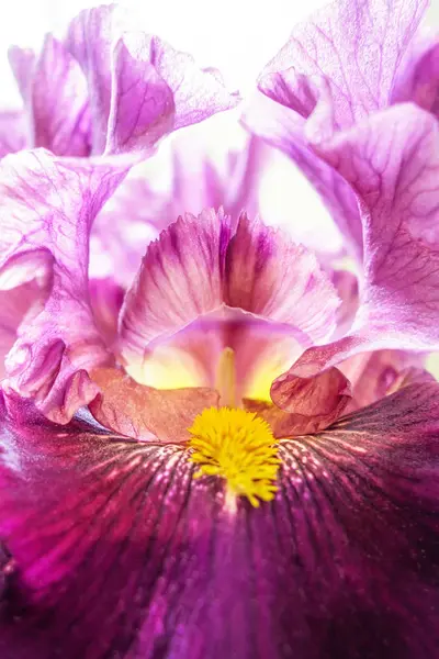 Цветы ириса Японии — стоковое фото