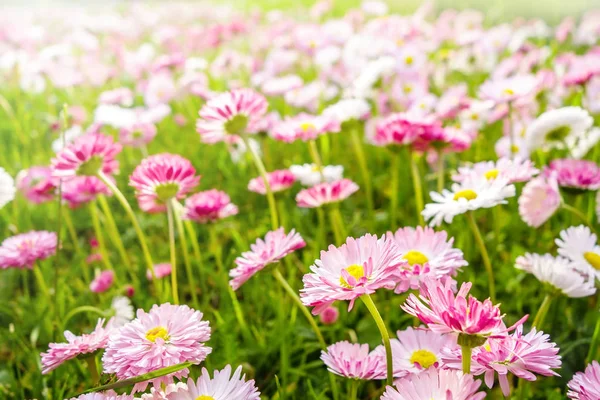 Primavera margherite prato — Foto Stock