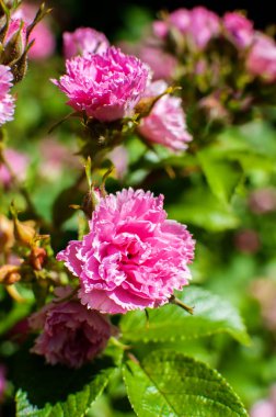 Bahçedeki pembe gül