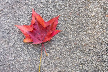 kırmızı akçaağaç yaprakları