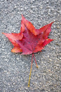 kırmızı akçaağaç yaprakları