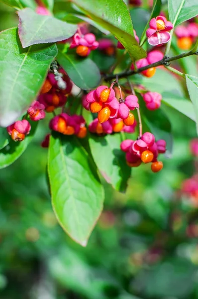 Euonymus alatus Compactus —  Fotos de Stock