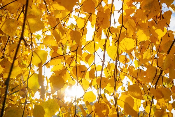 Abedul amarillo hojas de otoño — Foto de Stock