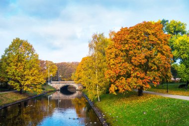 Riga çevresinde altın sonbahar ağaçlar