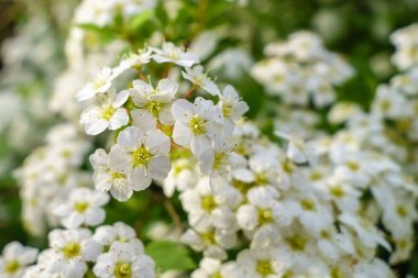 Bush günbatımı ışık erkeçsakalı beyaz çiçek çiçeklenme