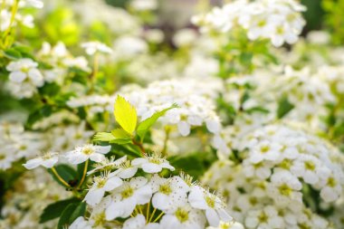 Bush günbatımı ışık erkeçsakalı beyaz çiçek çiçeklenme