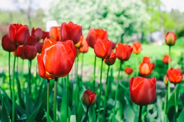 Flor de tulipas vermelhas — Fotografia de Stock