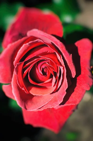 Hermosa rosa roja en el jardín —  Fotos de Stock