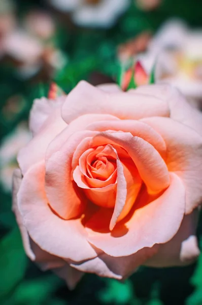Smuk lyserød rose i haven - Stock-foto